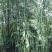 绿竹15~16m