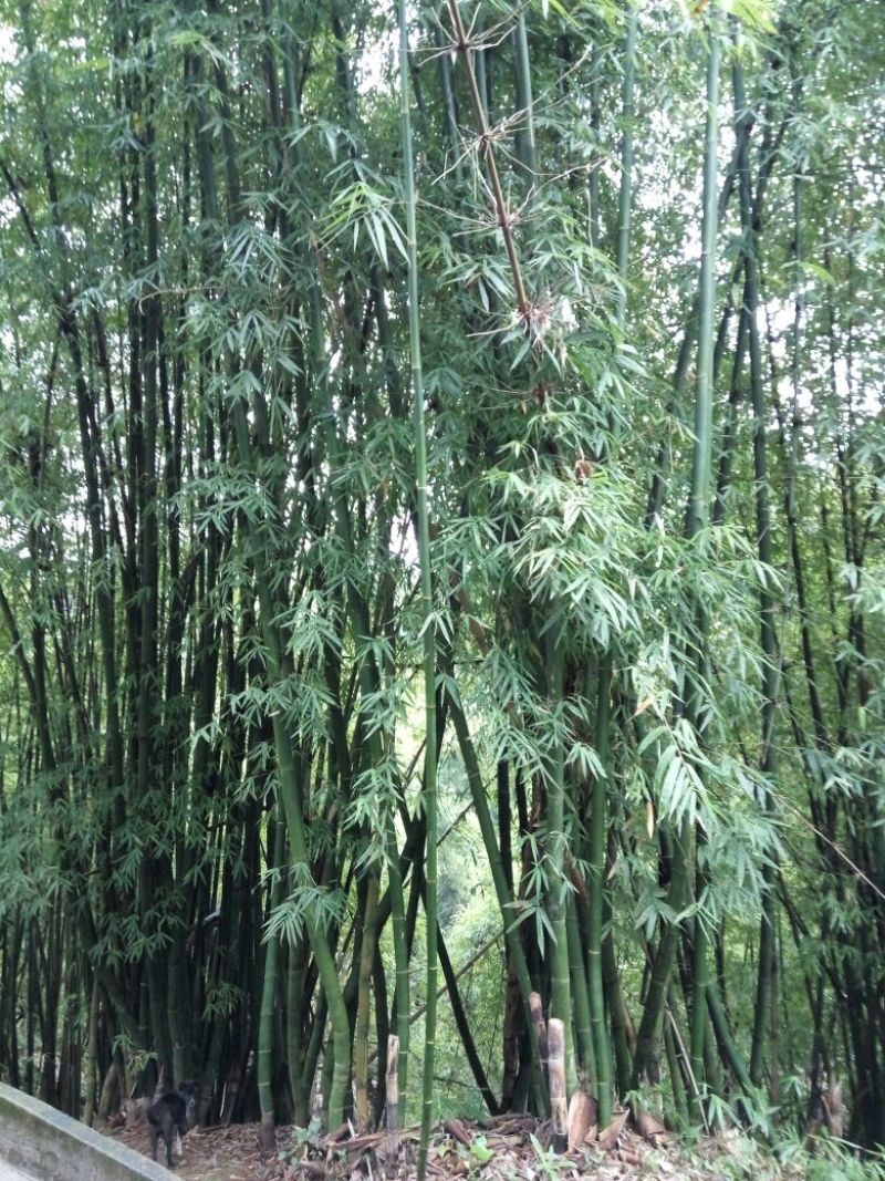 绿竹15~16m