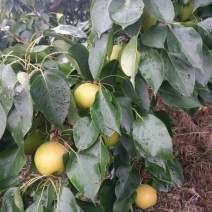 南果梨纸箱60~100g，久军南果梨合作社