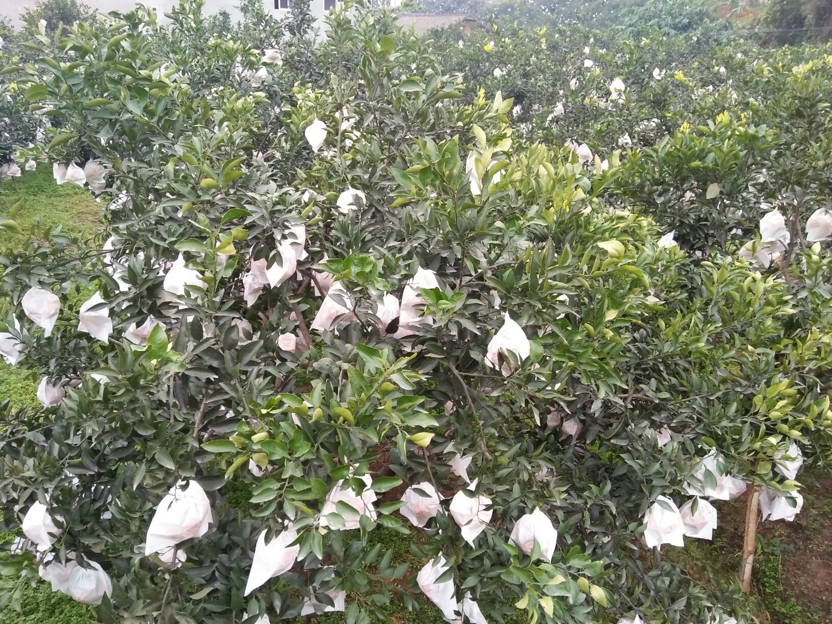 展示江苏某果园在冬季对春见耙耙柑进行地膜+草帘覆盖的防寒措施 春见耙耙柑冬季防寒覆盖实景图