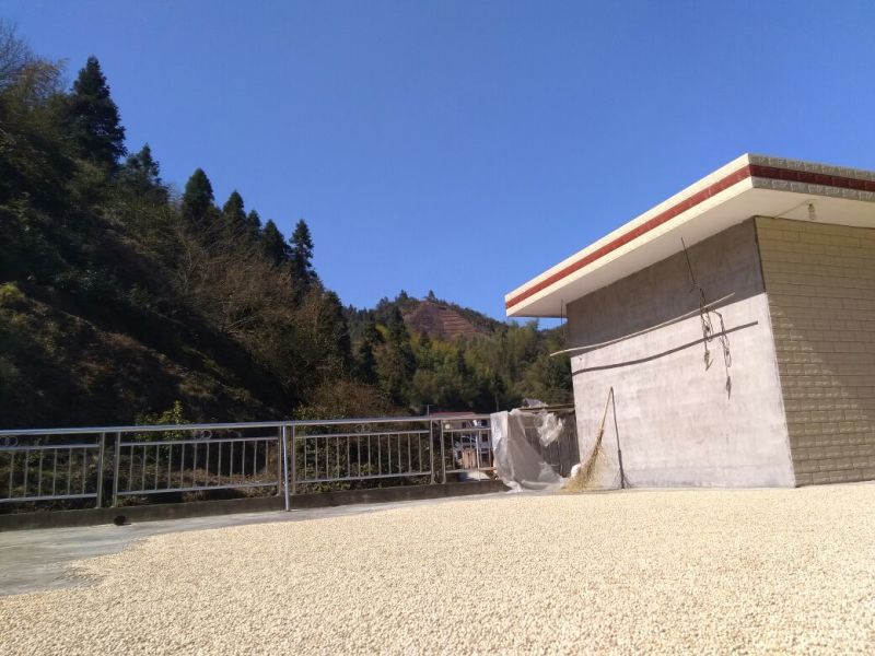 薏米