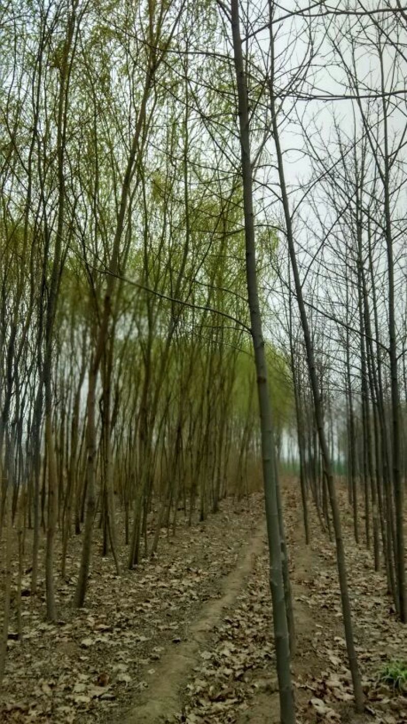 草坪草