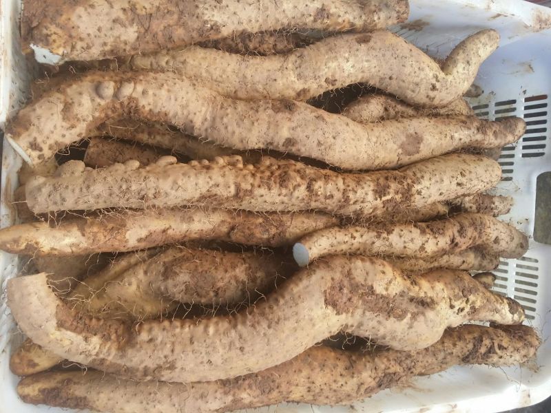 牛尾山药3~4厘米30~40厘米二级