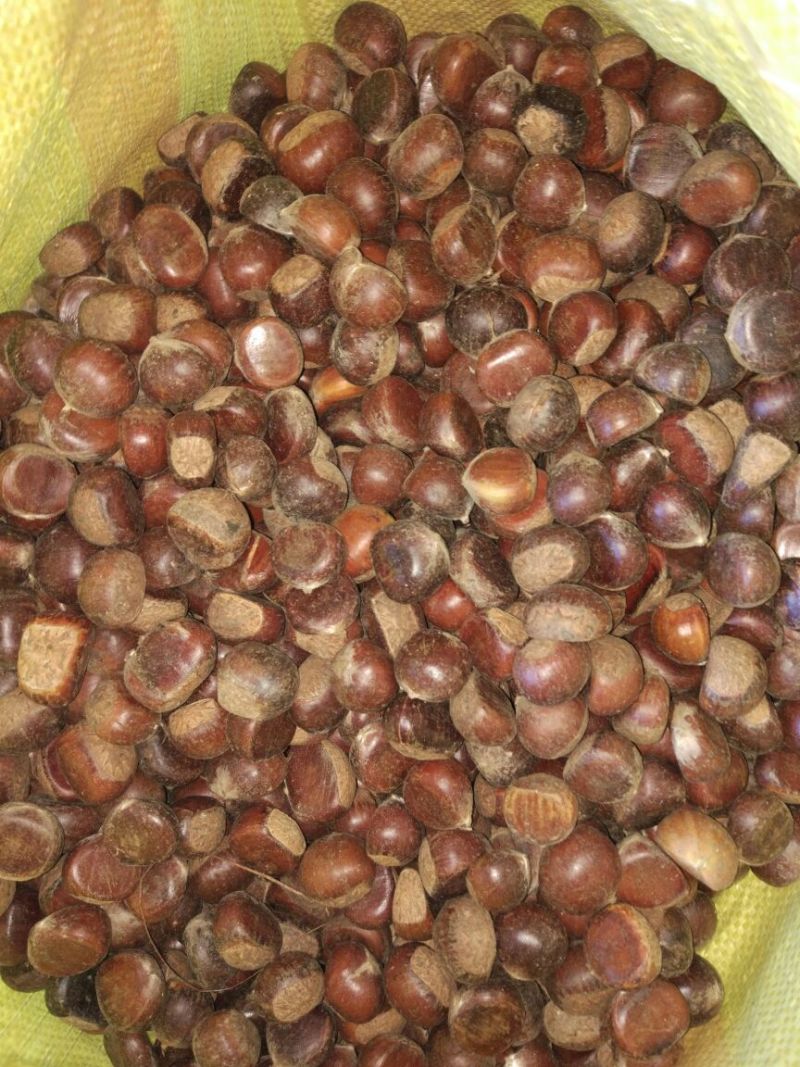 板栗炒栗种小粒