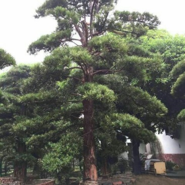 造型松