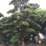 造型松