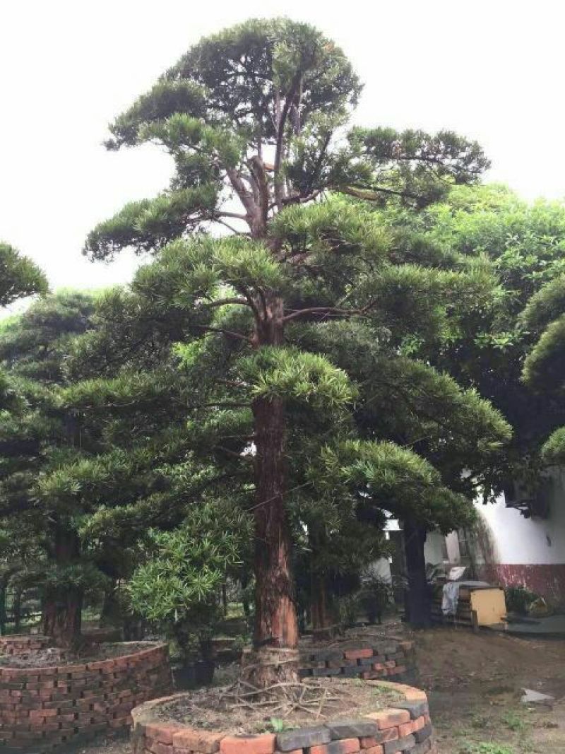 造型松