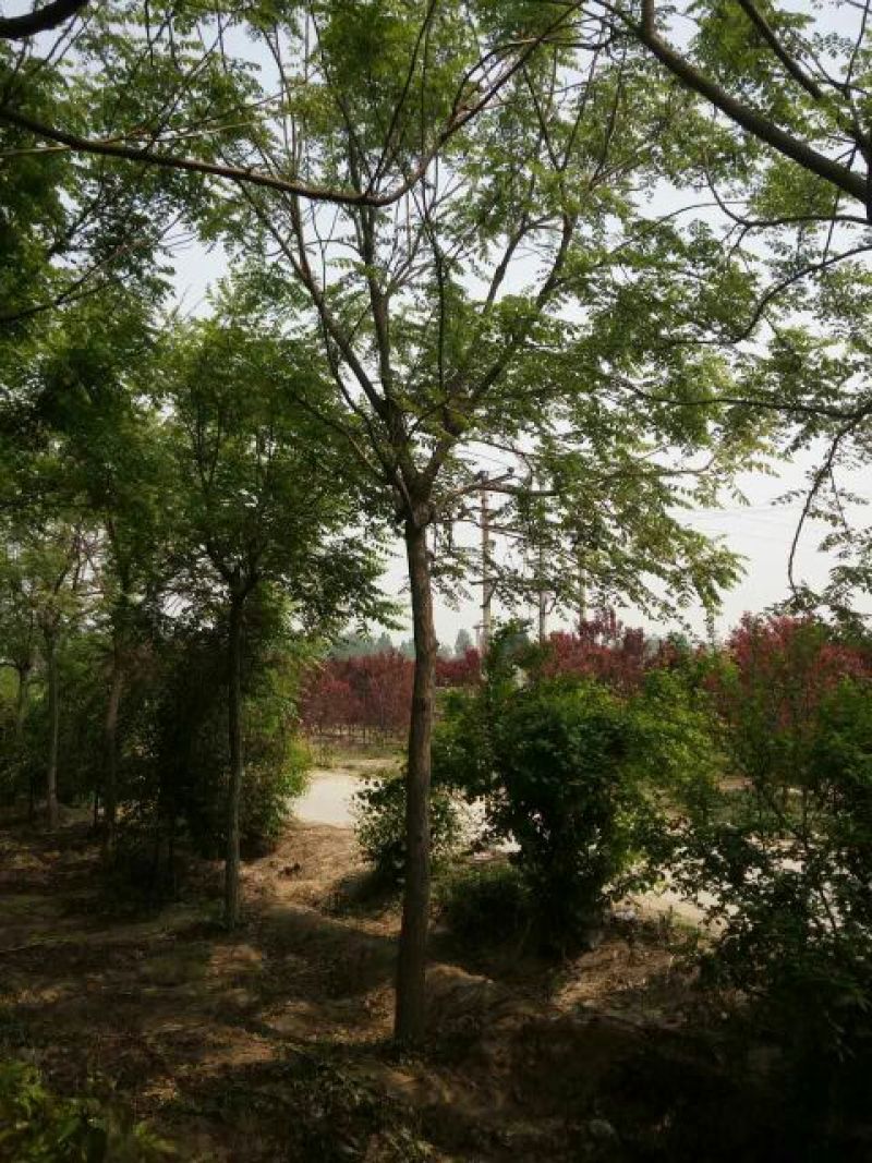 黄栌