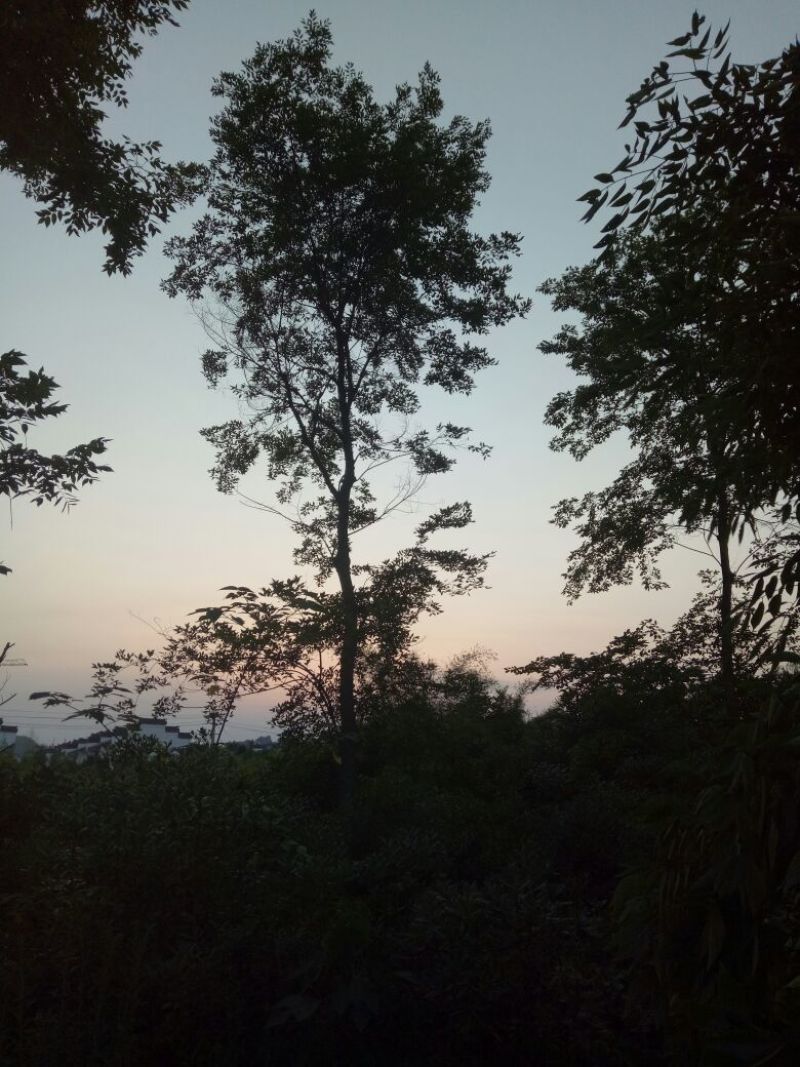 朴树10~20cm