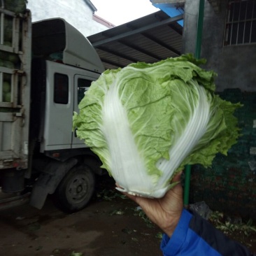 河南焦作大白菜大量上市