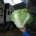河南焦作大白菜大量上市