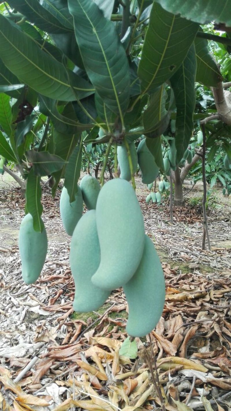 桂七芒