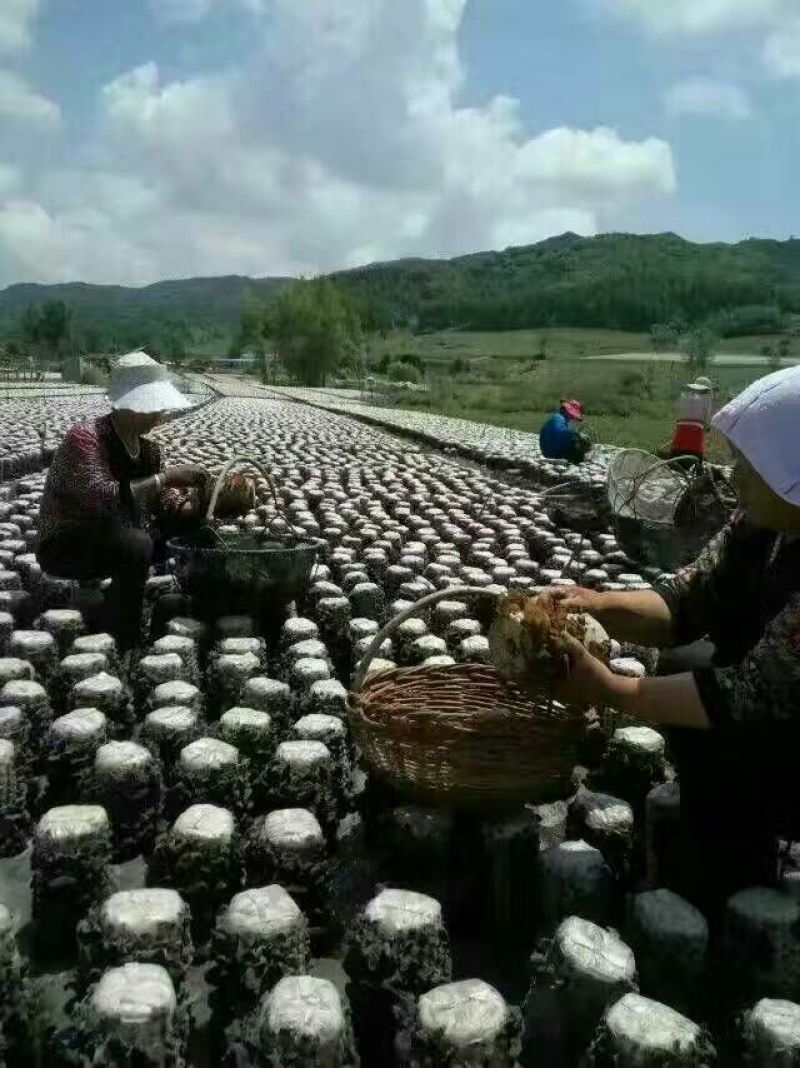 秋耳一级