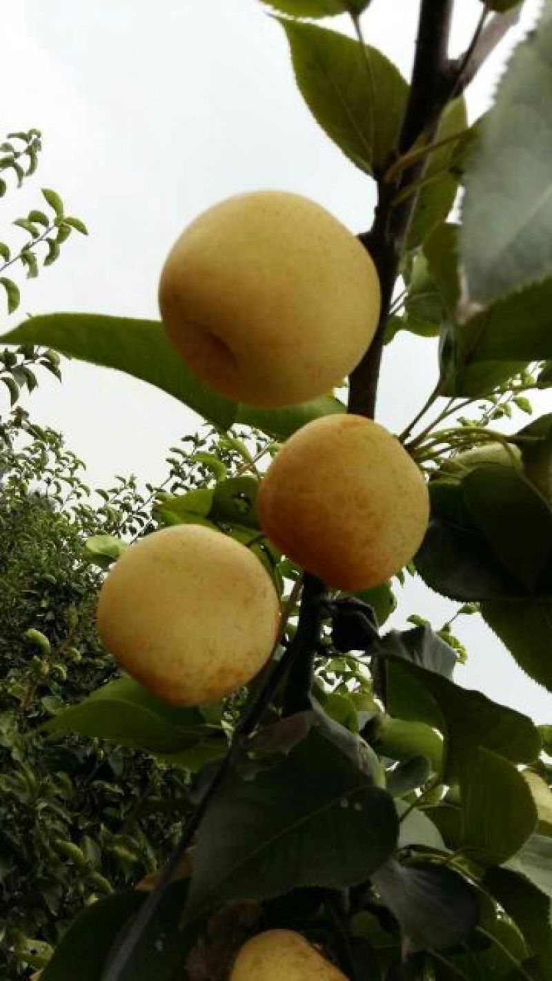 黄金梨250~300g纸箱