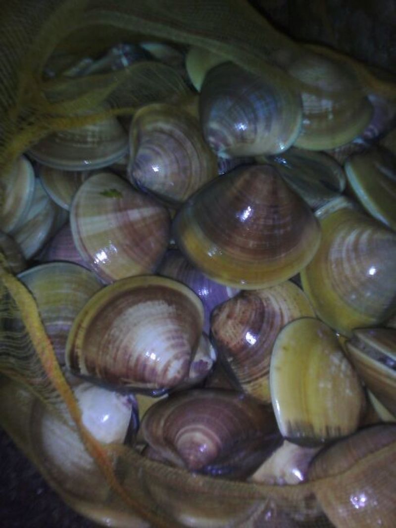 海螺食用鲜活5~10只/kg