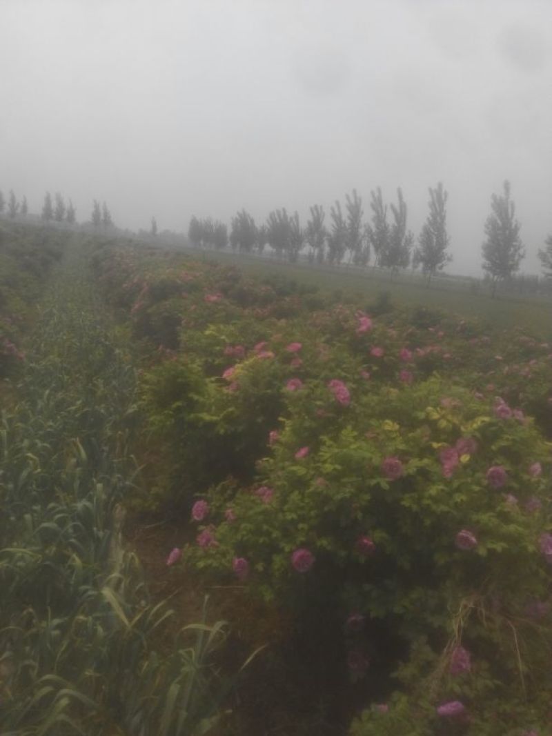 玫瑰花茶