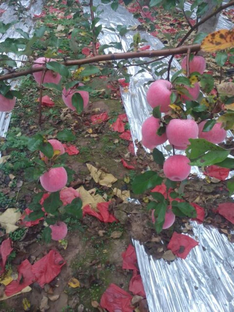 洛川苹果70mm以上纸袋