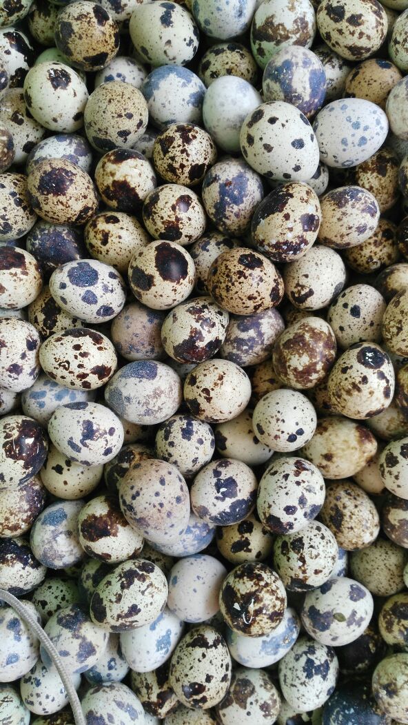 山东临沂市兰山区鹌鹑蛋 食用批发_尤建芳供应