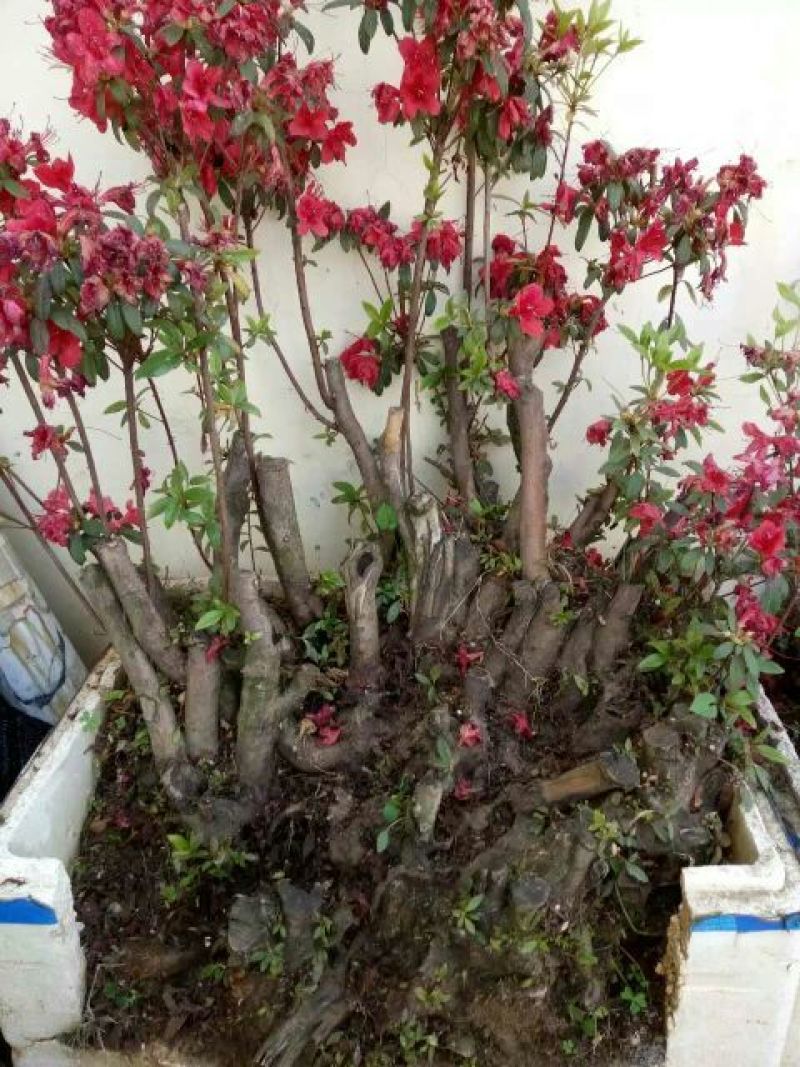 映山红10~15cm