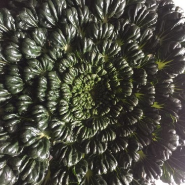 保质保量原产地乌塔菜