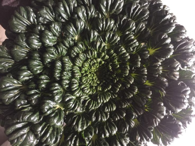 保质保量原产地乌塔菜