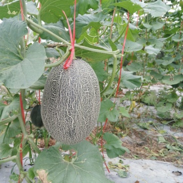 西州蜜瓜3斤以上长圆形