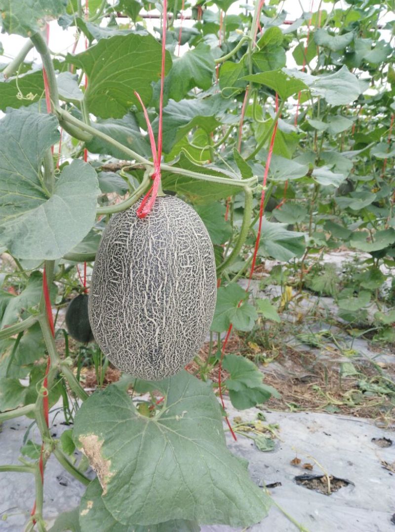 西州蜜瓜3斤以上长圆形
