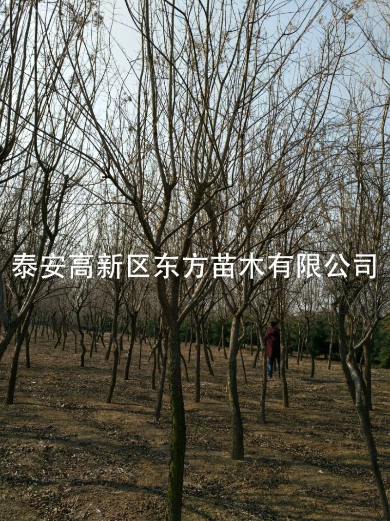 暴马丁香10~12cm8~10cm3.5~4米