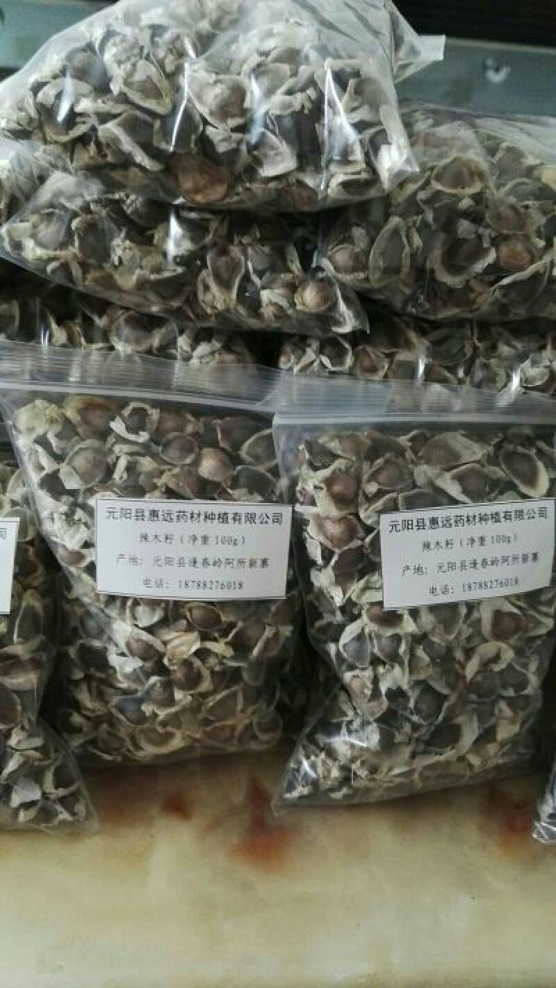 辣木叶