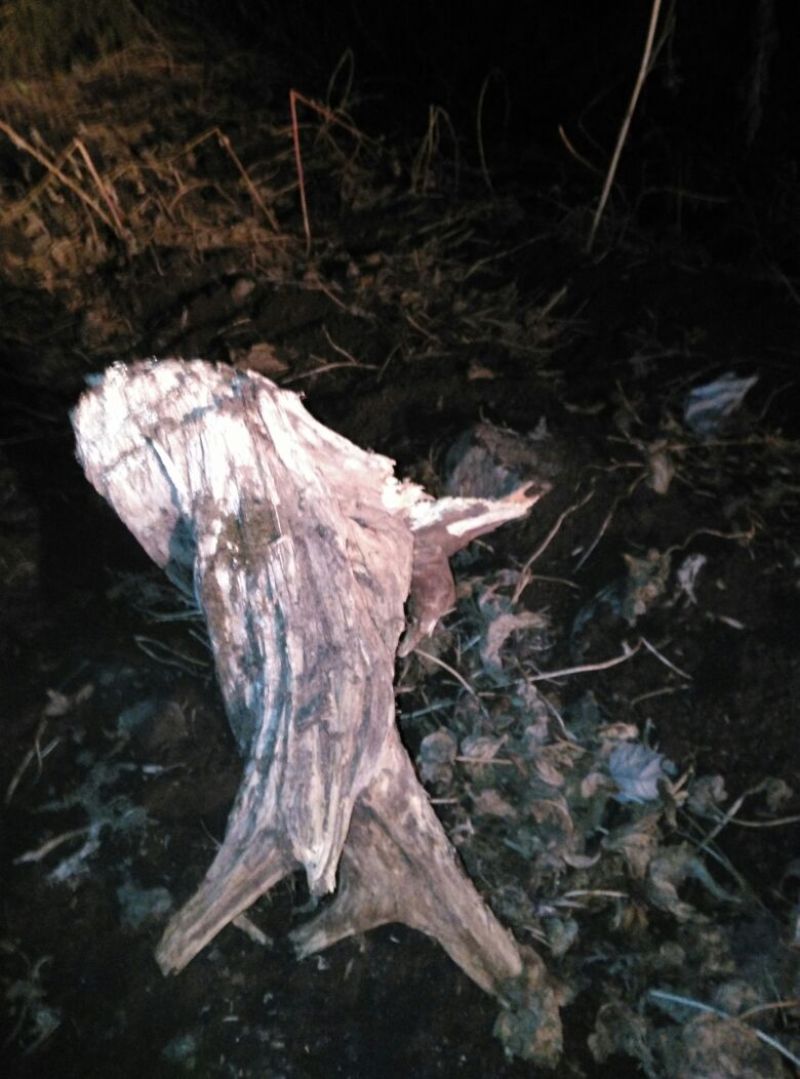 崖柏18~20cm0.5米以下