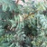花椒苗1~2年