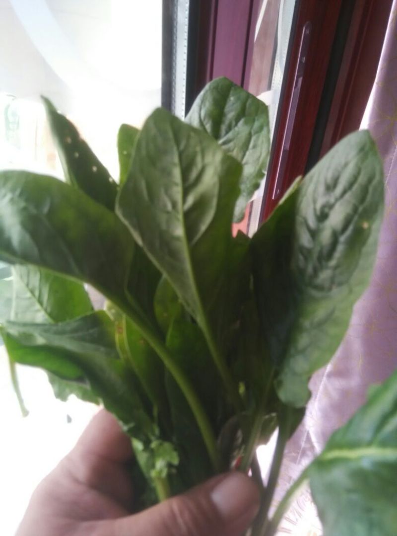 大叶菠菜25~30厘米