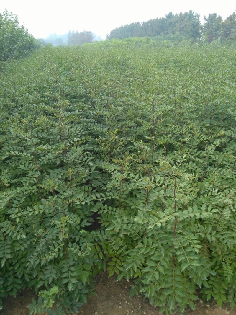 花椒苗大红袍花椒苗品种纯无偿提供栽植管理技术