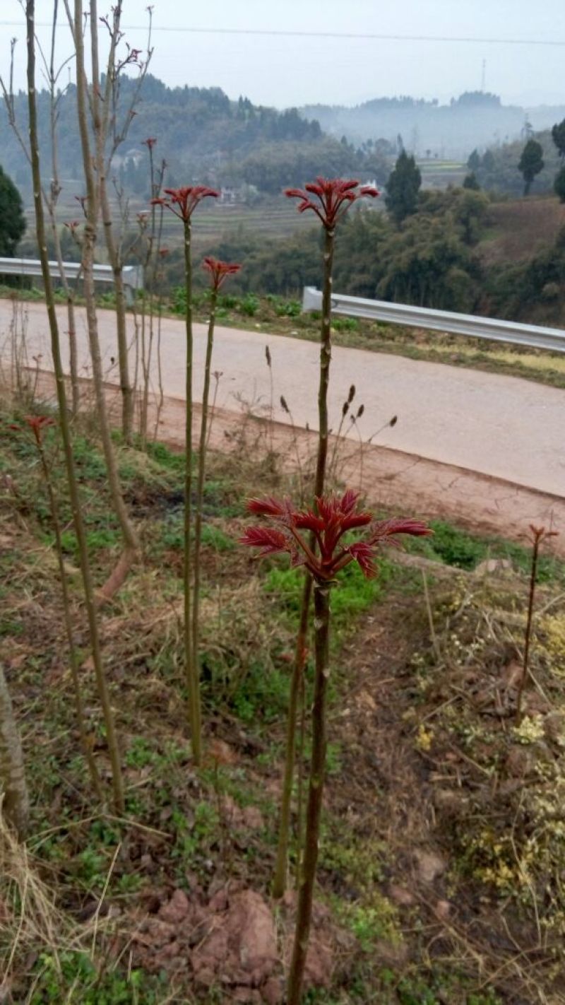香椿