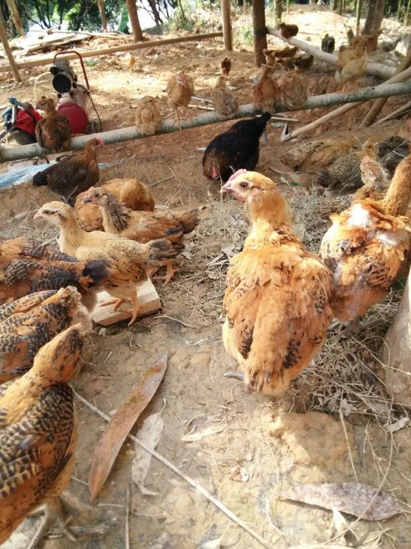 脱温鸡500克以上脱温苗