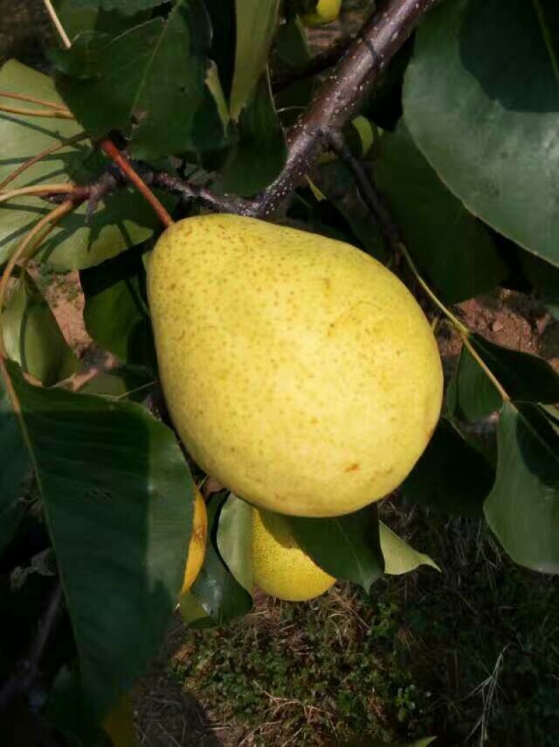 白梨150~200g纸箱