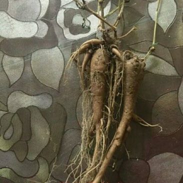 须花参