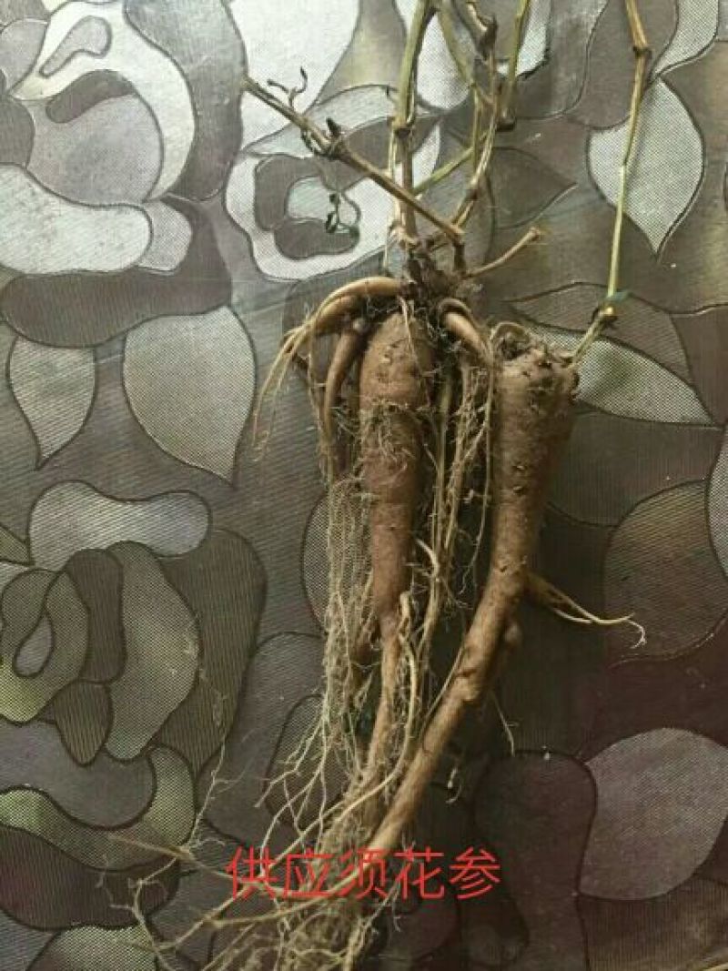 须花参