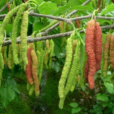桑树苗50cm