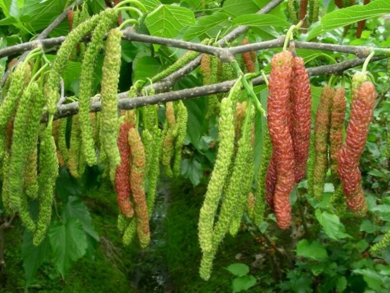 桑树苗50cm