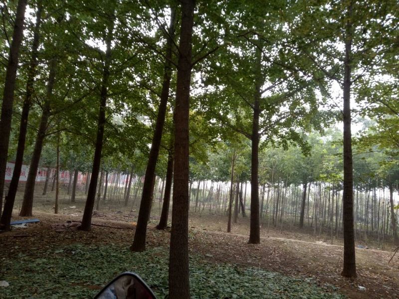 鸡7~8斤散养土鸡