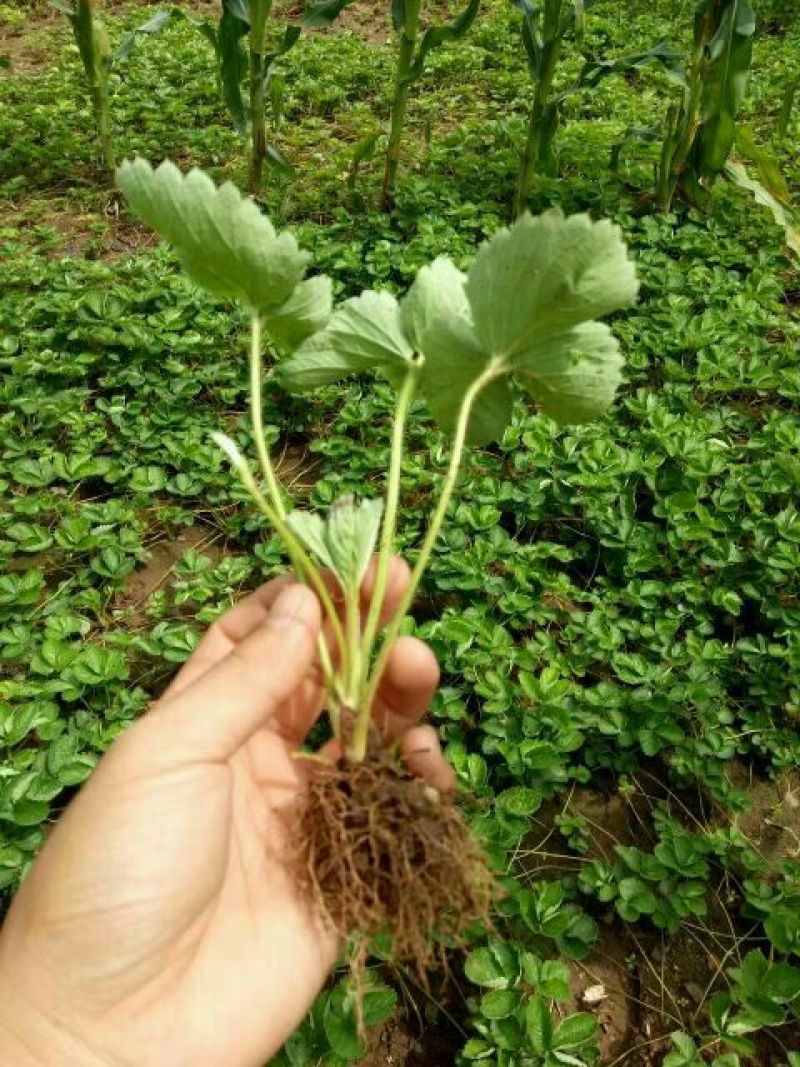 草莓苗10~20cm