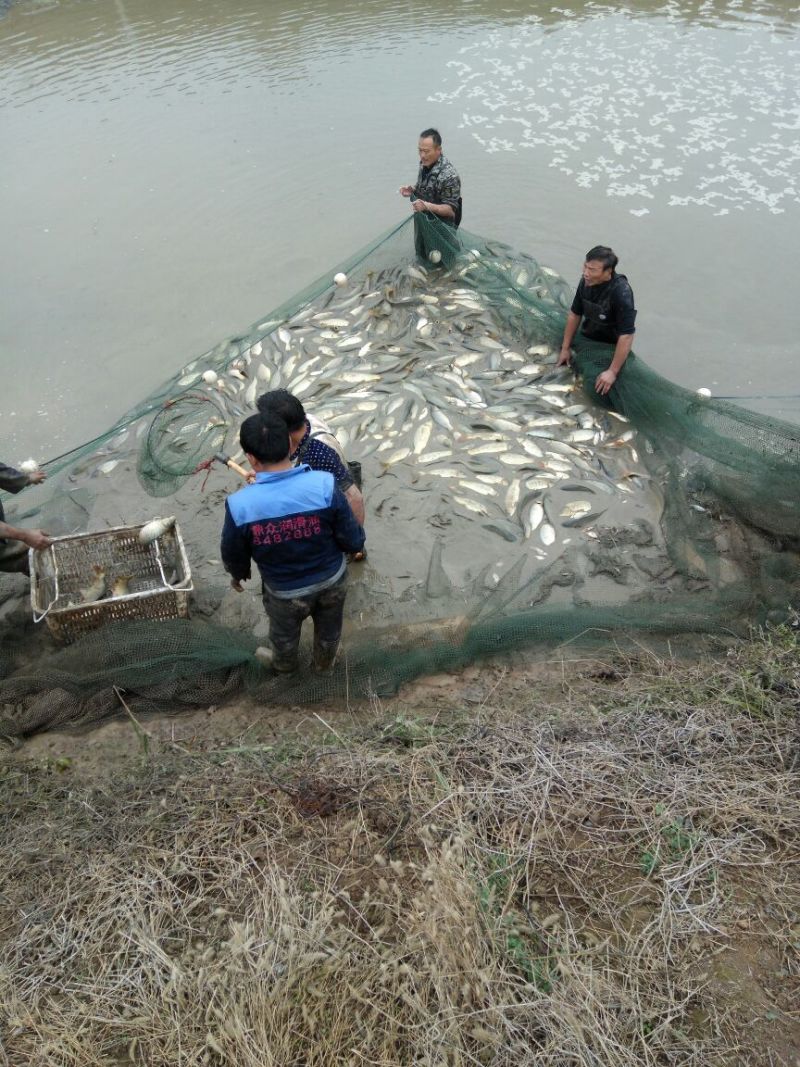 池鲤鱼食用1~2公斤