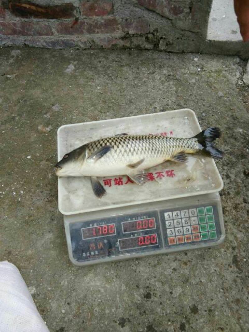 建鲤食用1~2公斤