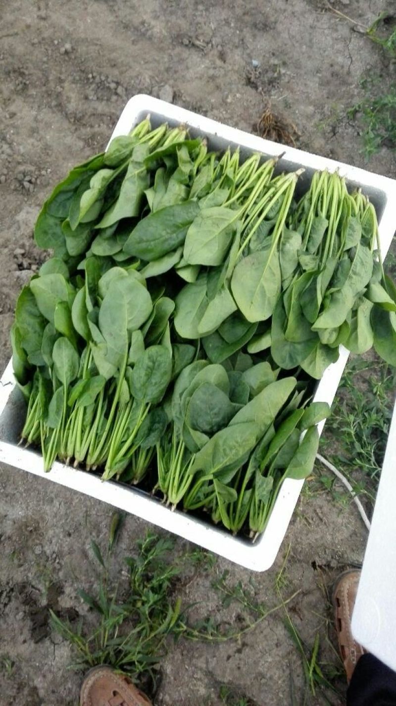 大叶菠菜25~30厘米