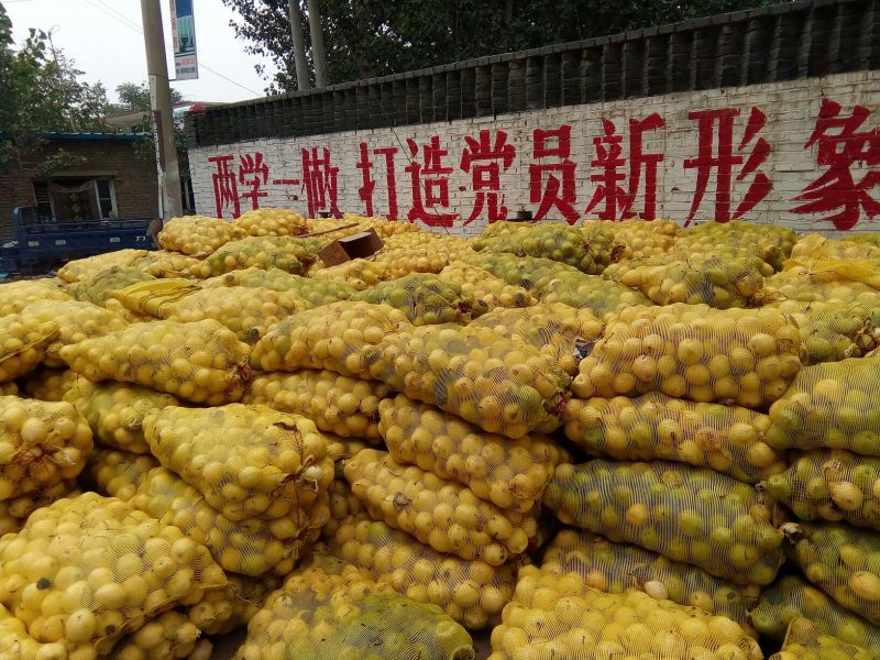 梨光果