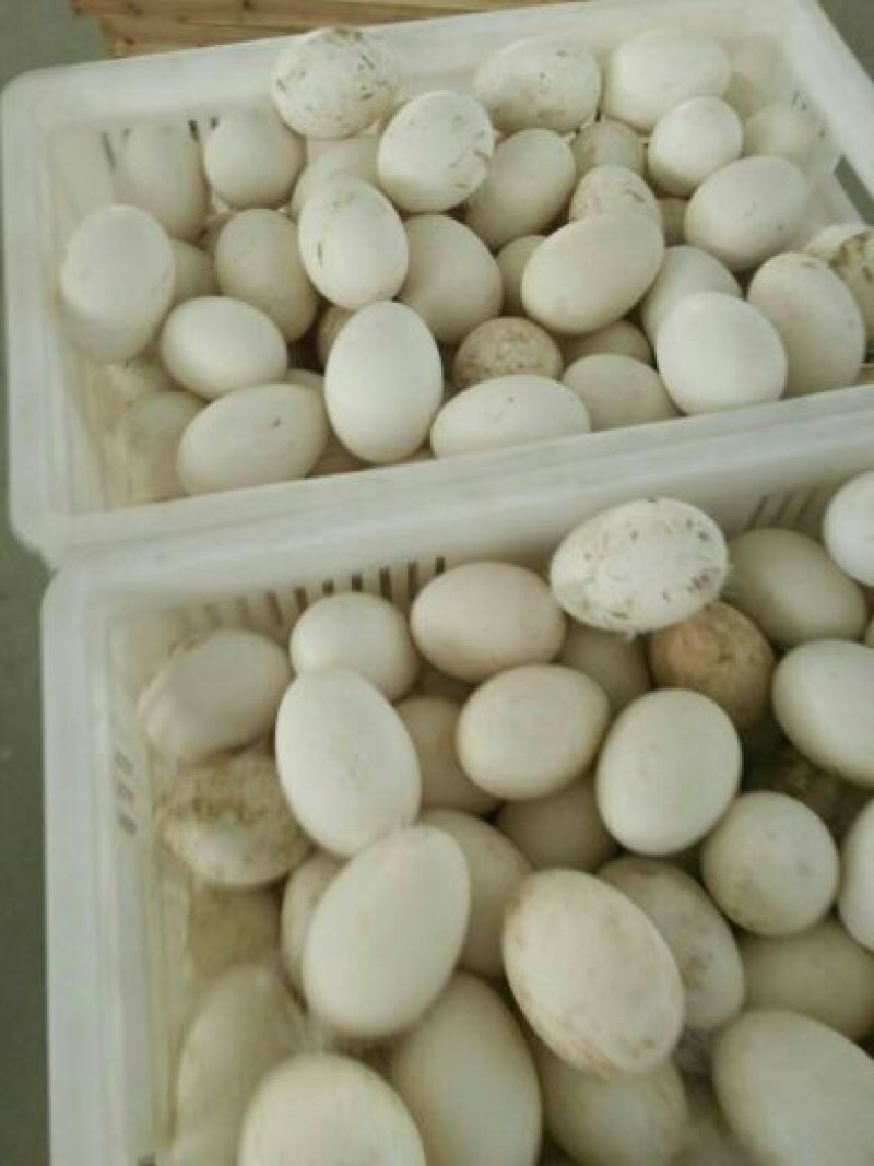 三花鹅苗250g以下