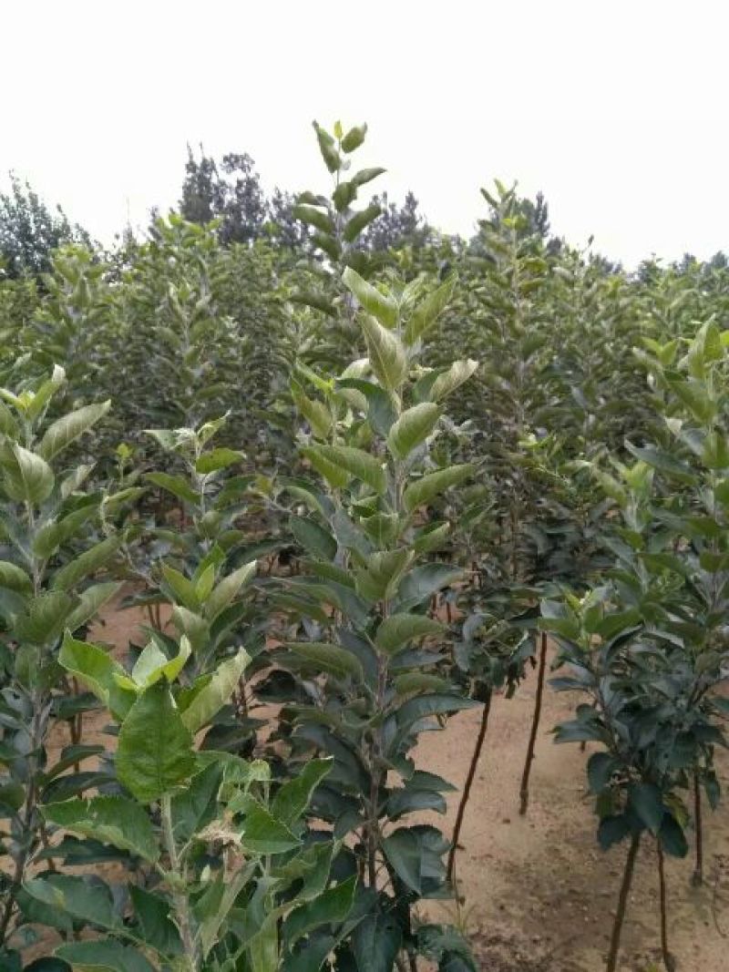苹果树苗80cm以上