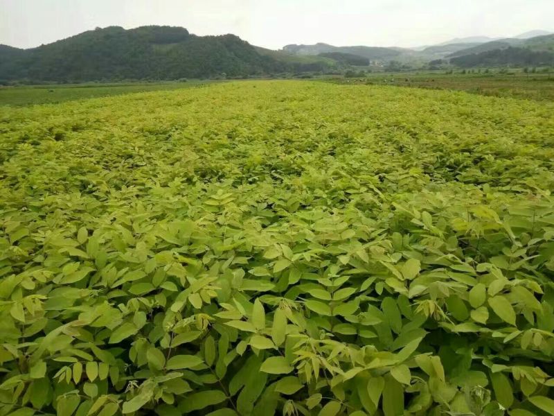 东北核桃苗，楸树苗，核桃楸，胡桃楸苗，黑皮核桃苗