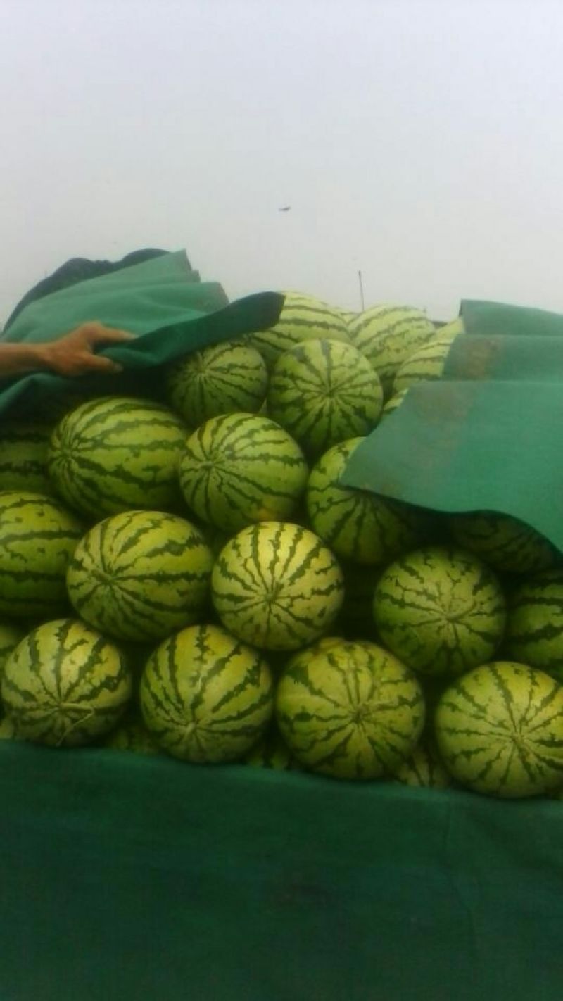 忻州金城五号，西瓜大量上市